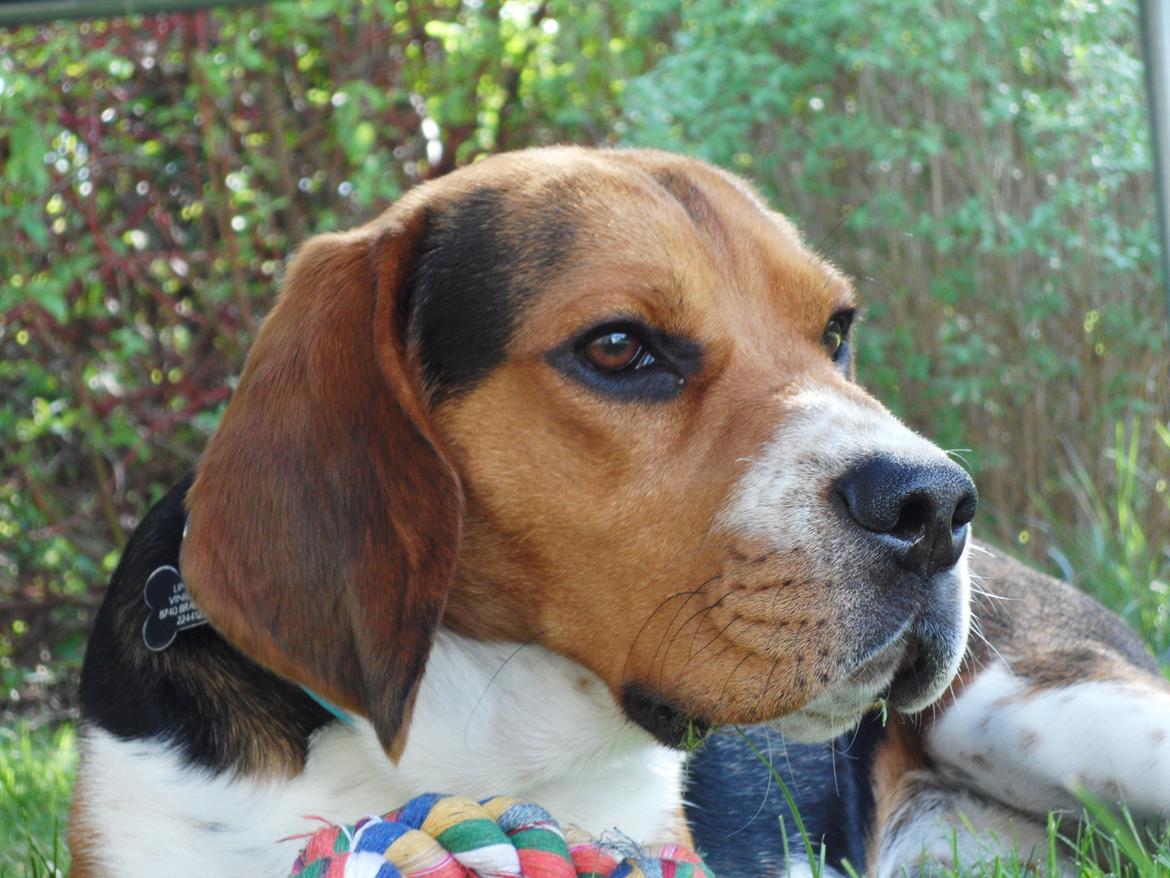 Beagle Leonardo - skiiide sød billede 13