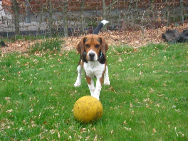 Beagle Leonardo - "MOOOOAR? kom og leg" billede 14