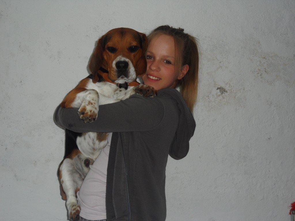 Beagle Leonardo billede 20