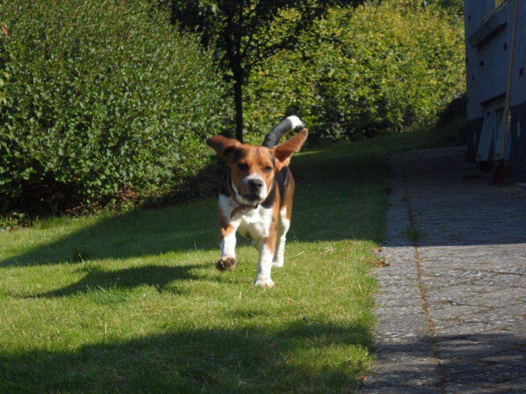 Beagle Leonardo - "Mooooar" billede 16