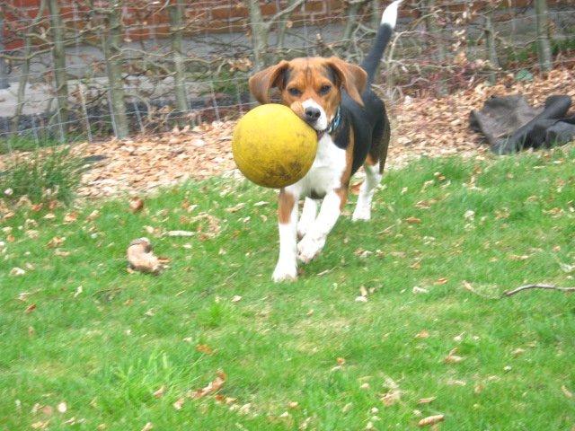 Beagle Leonardo - "Kom og fang mig" billede 15