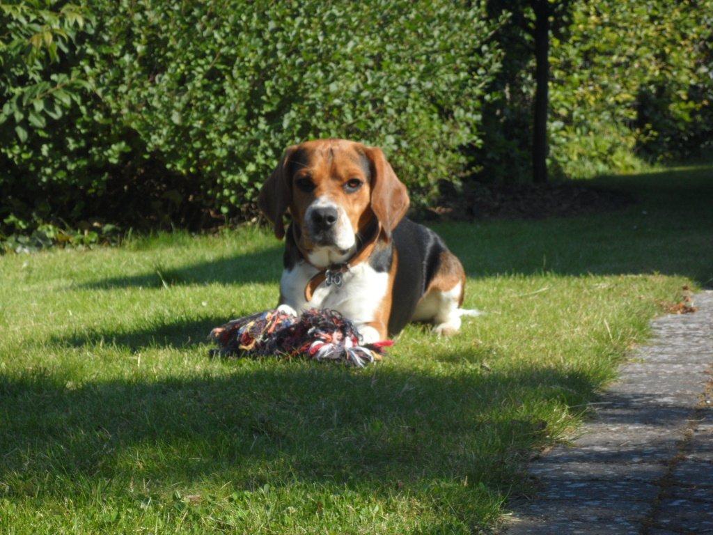 Beagle Leonardo - hæhæ billede 18