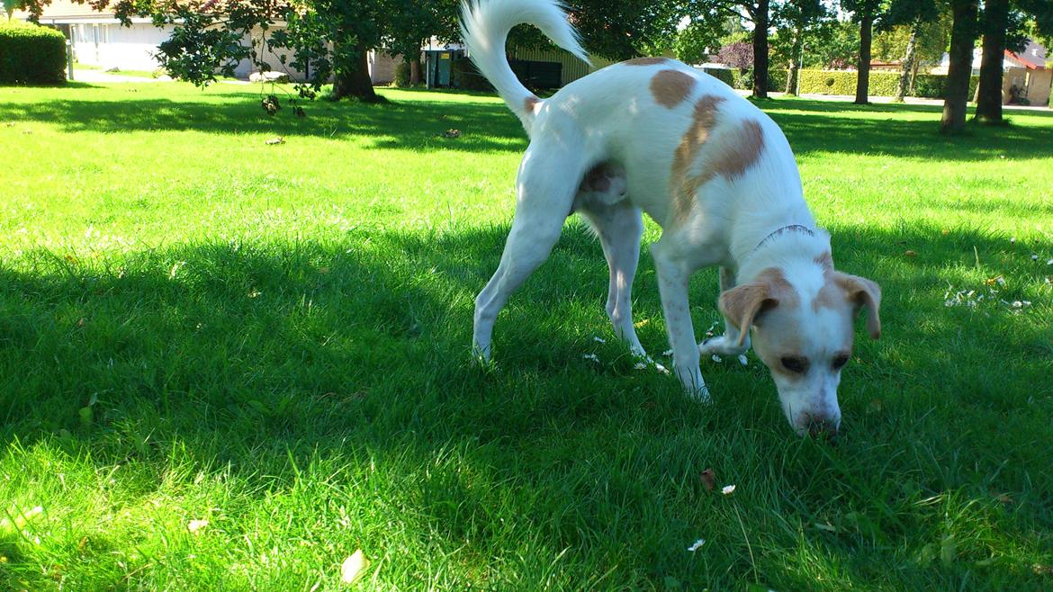 Greyhound blanding Laban The Champion billede 11