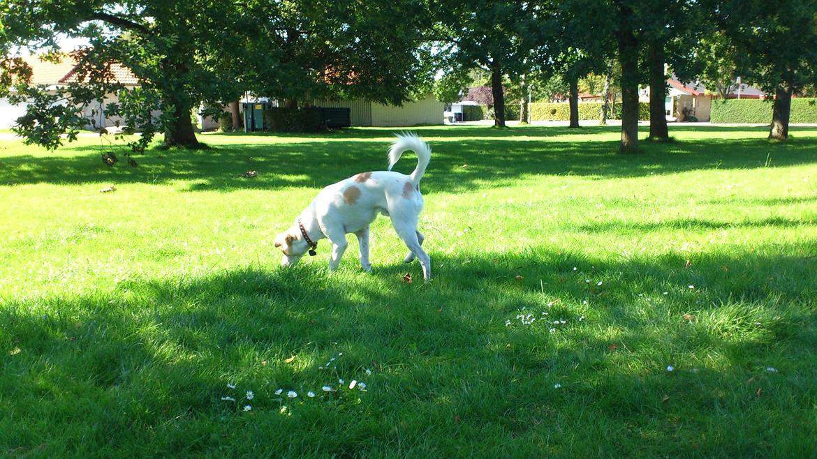 Greyhound blanding Laban The Champion billede 12