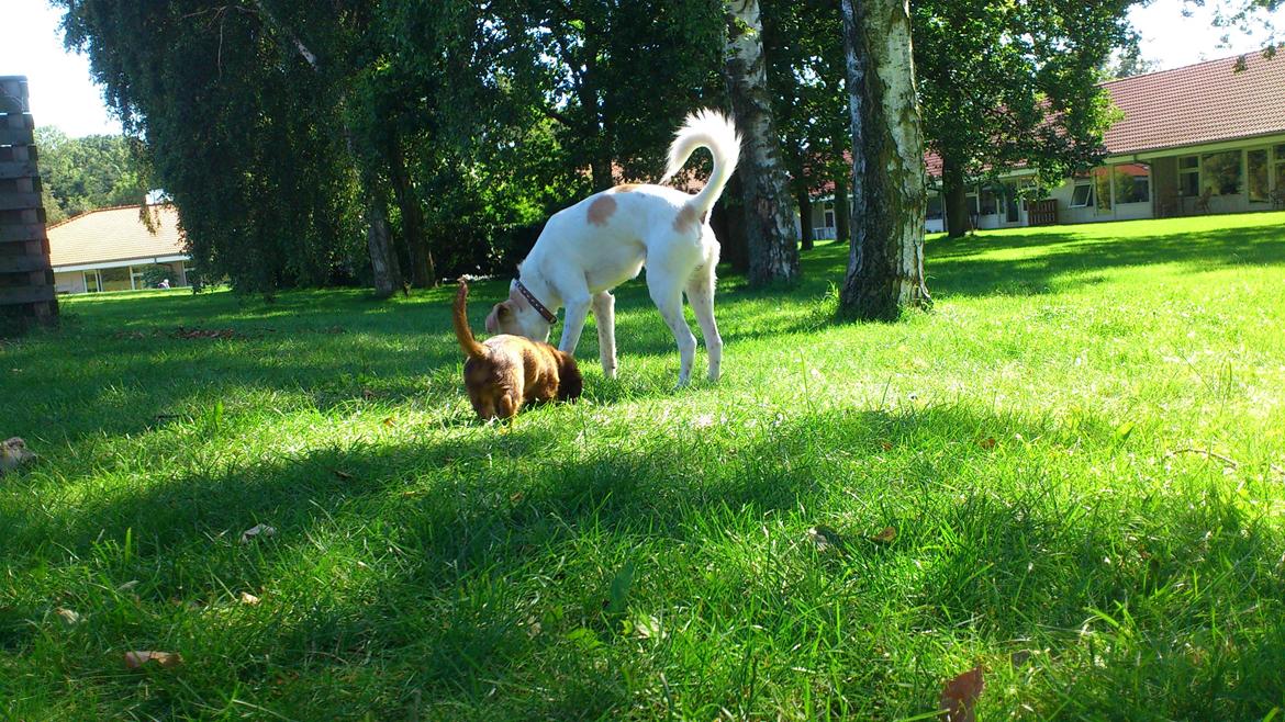 Greyhound blanding Laban The Champion billede 13