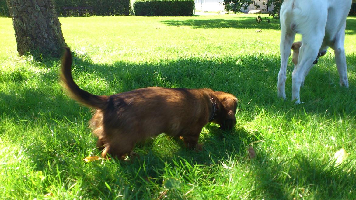 Dværggravhund Lillebror Kenei billede 10