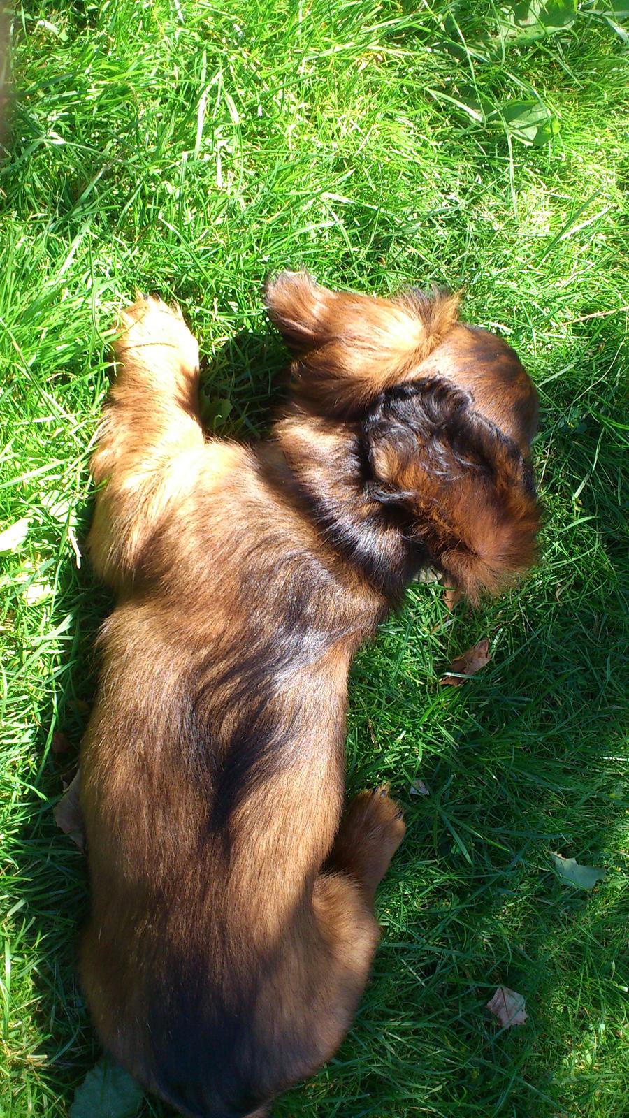 Dværggravhund Lillebror Kenei billede 12