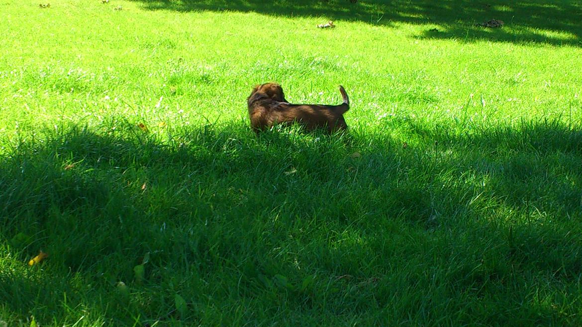 Dværggravhund Lillebror Kenei billede 13