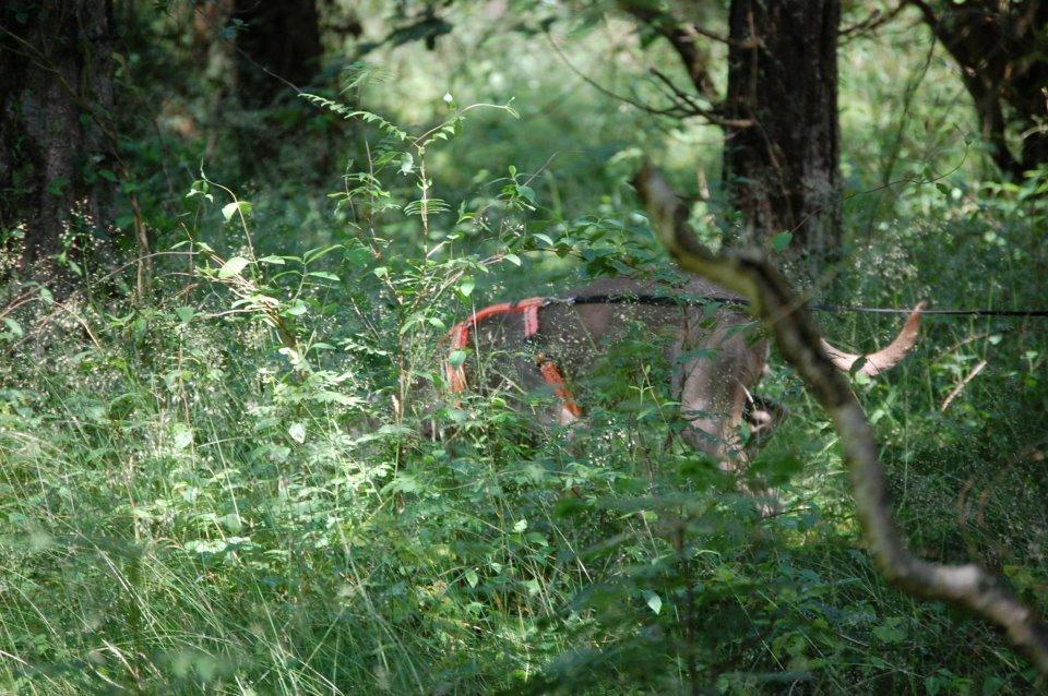 Weimaraner Kingo billede 11