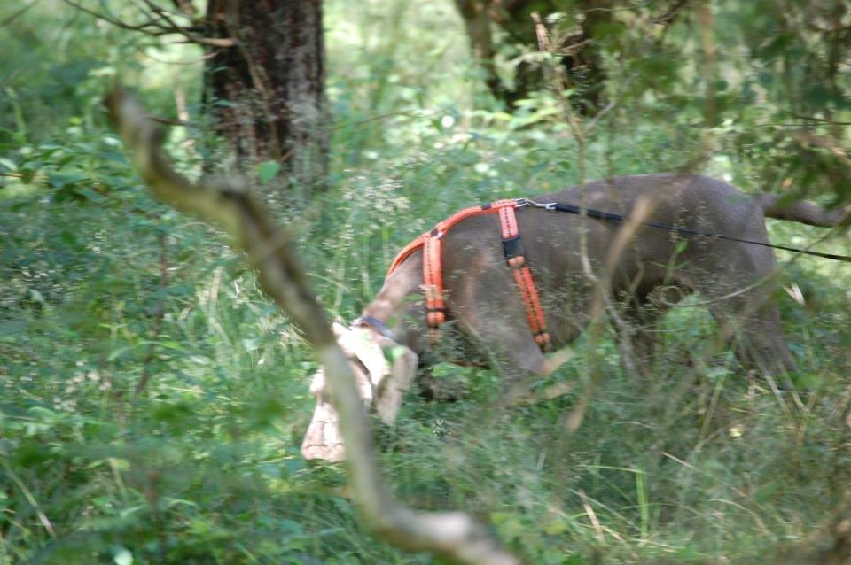 Weimaraner Kingo billede 12