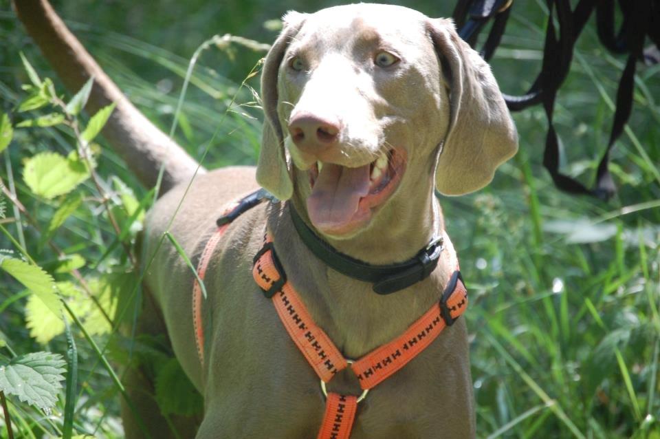 Weimaraner Kingo billede 13
