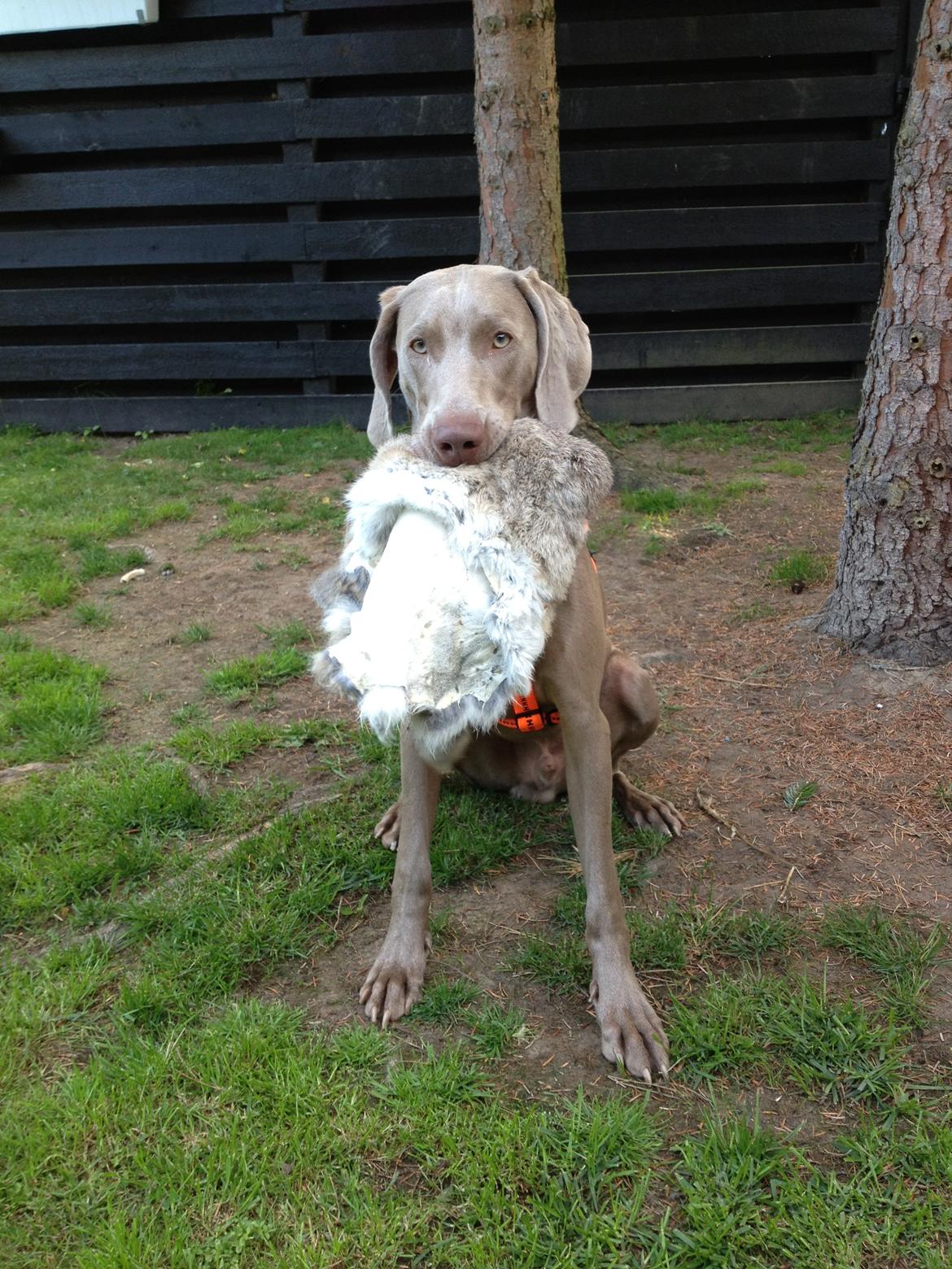 Weimaraner Kingo billede 1