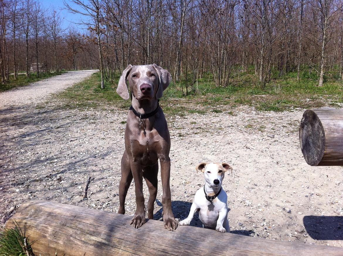 Weimaraner Kingo billede 14