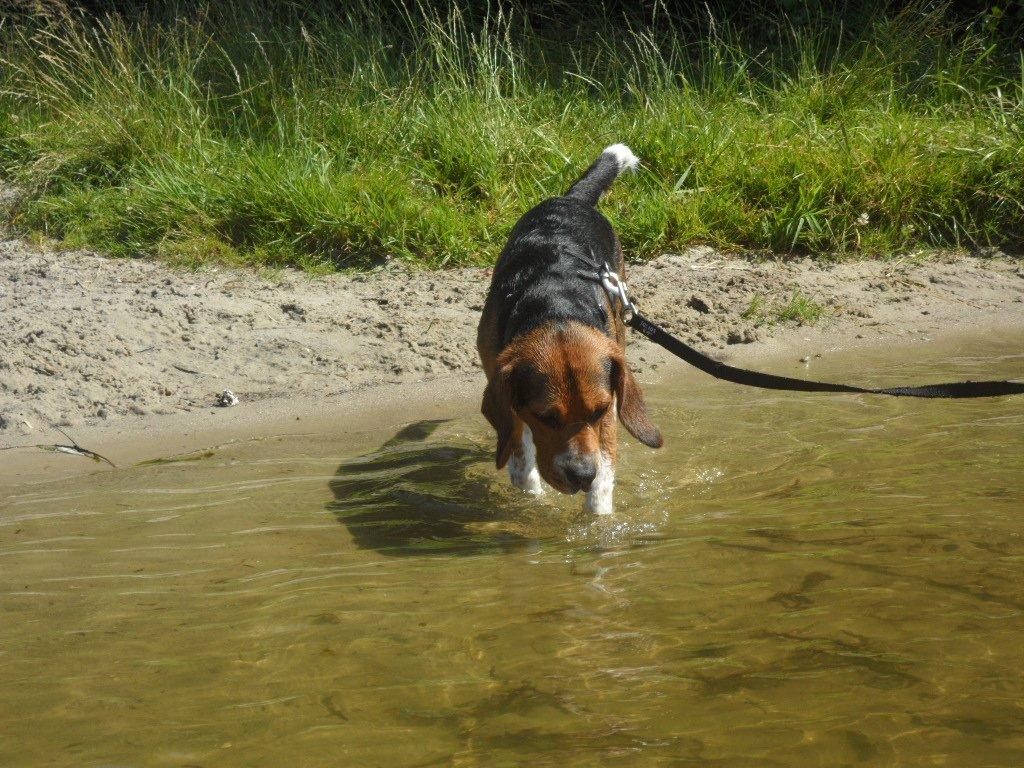 Beagle Leonardo billede 17