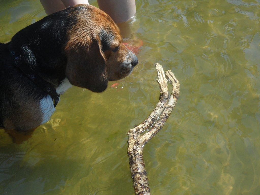 Beagle Leonardo billede 22