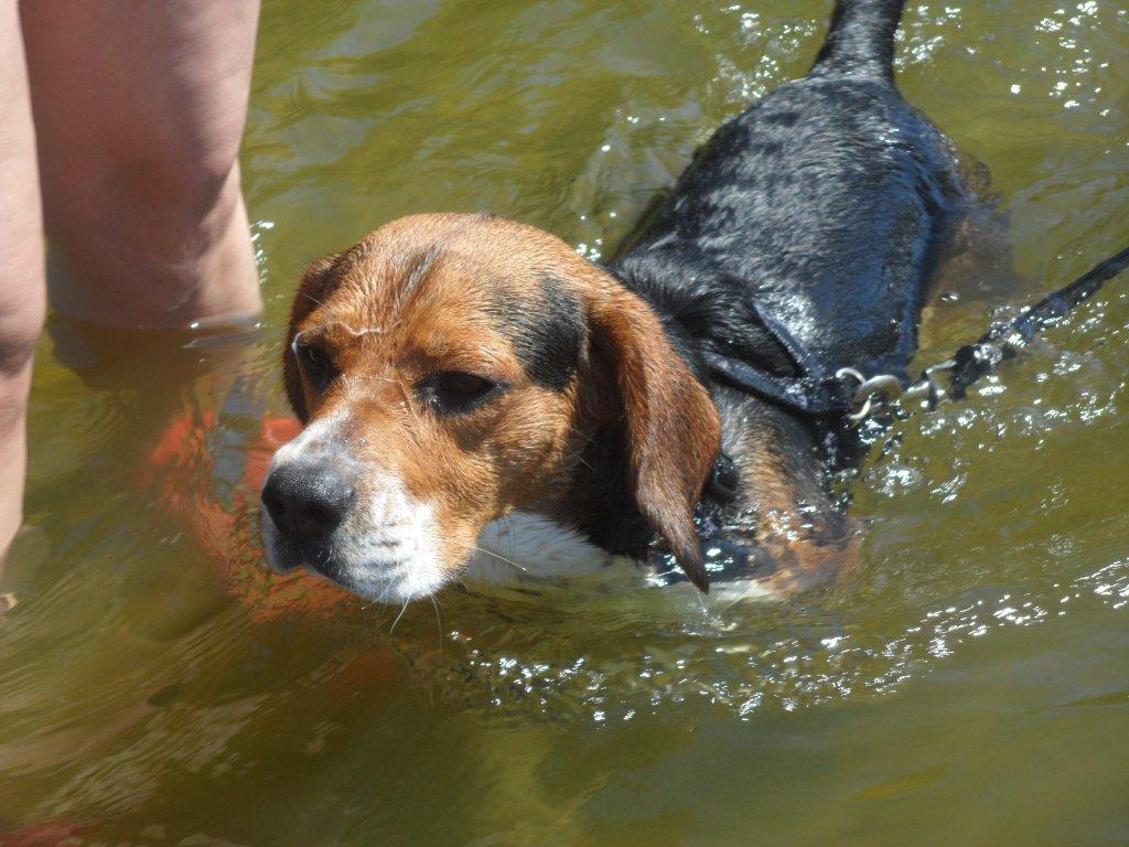 Beagle Leonardo - Hej mit navn er Leo, smid lige en bedømmelse, og en kommentar! billede 1