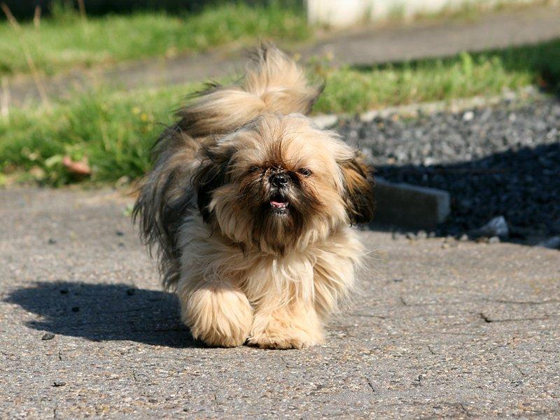 Shih tzu Smilla billede 15