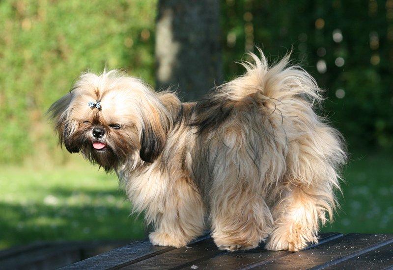 Shih tzu Smilla billede 17