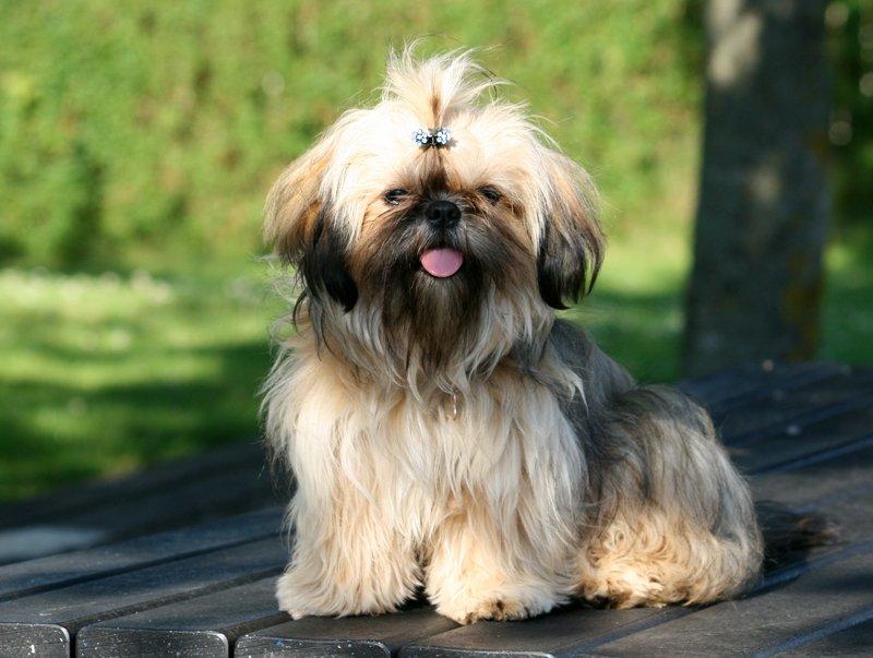 Shih tzu Smilla billede 1