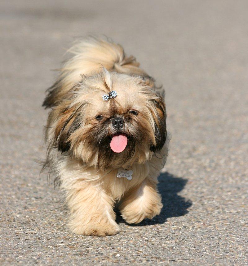 Shih tzu Smilla billede 18