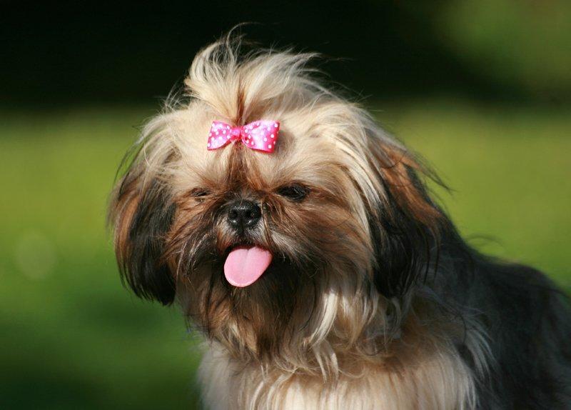 Shih tzu Smilla billede 2