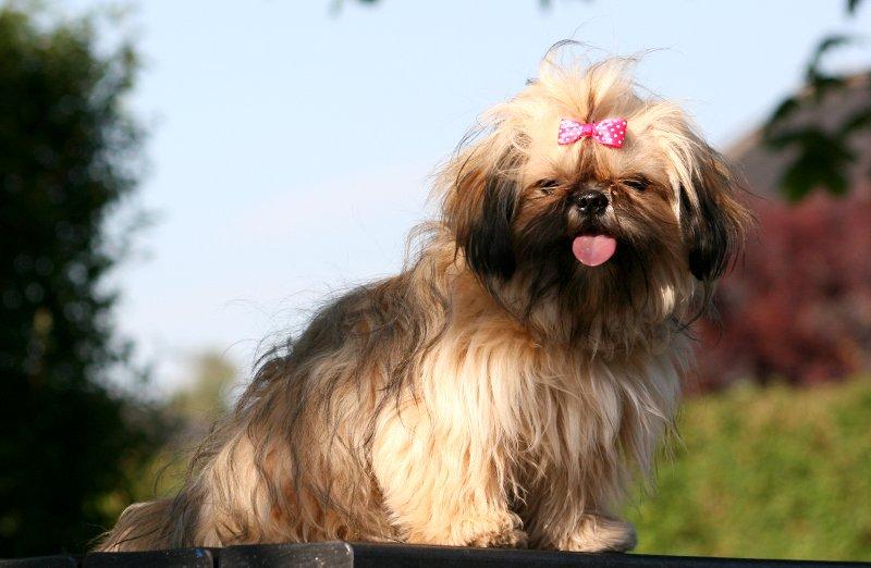 Shih tzu Smilla billede 19