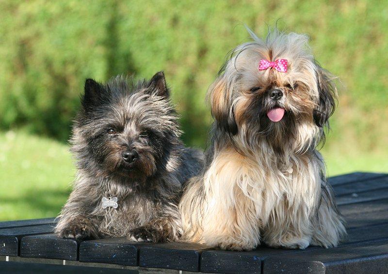 Shih tzu Smilla billede 20