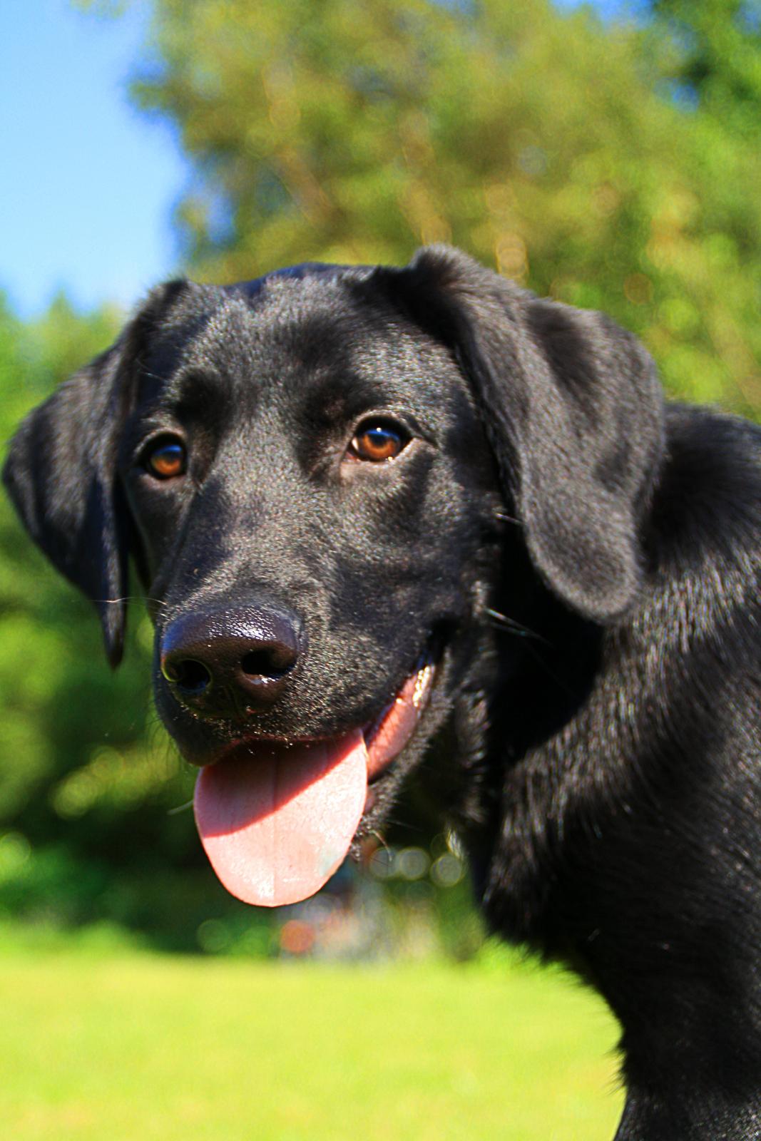 Labrador retriever Anton - Det er nu en lækker hund jeg har! :D
26/07-2012. billede 7