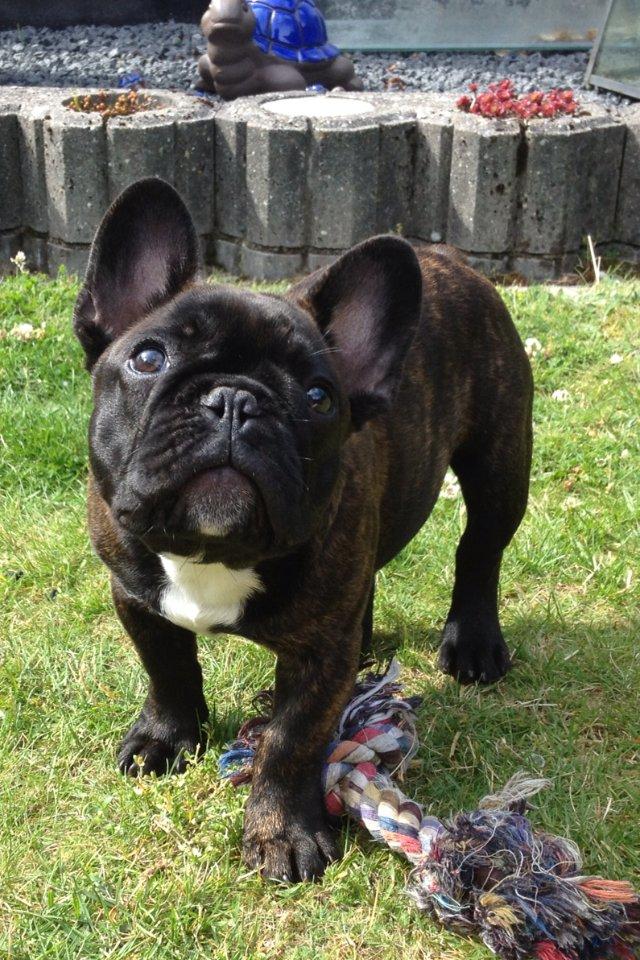 Fransk bulldog Balder - Blader 3,5mdr.  billede 2