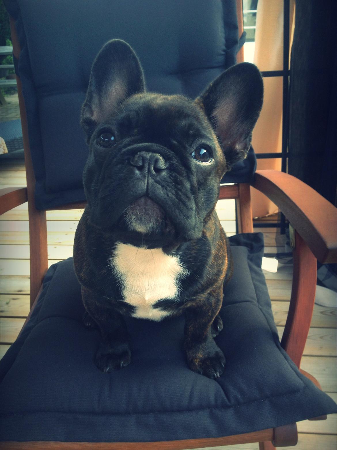 Fransk bulldog Balder - Balder 4mdr. Og klar til at grille  billede 1