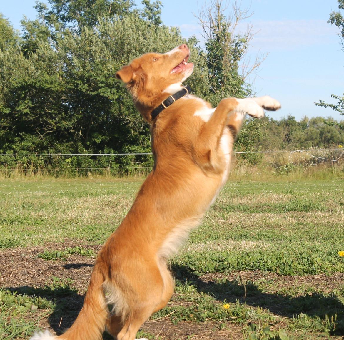 Nova scotia duck tolling retriever Saga billede 12