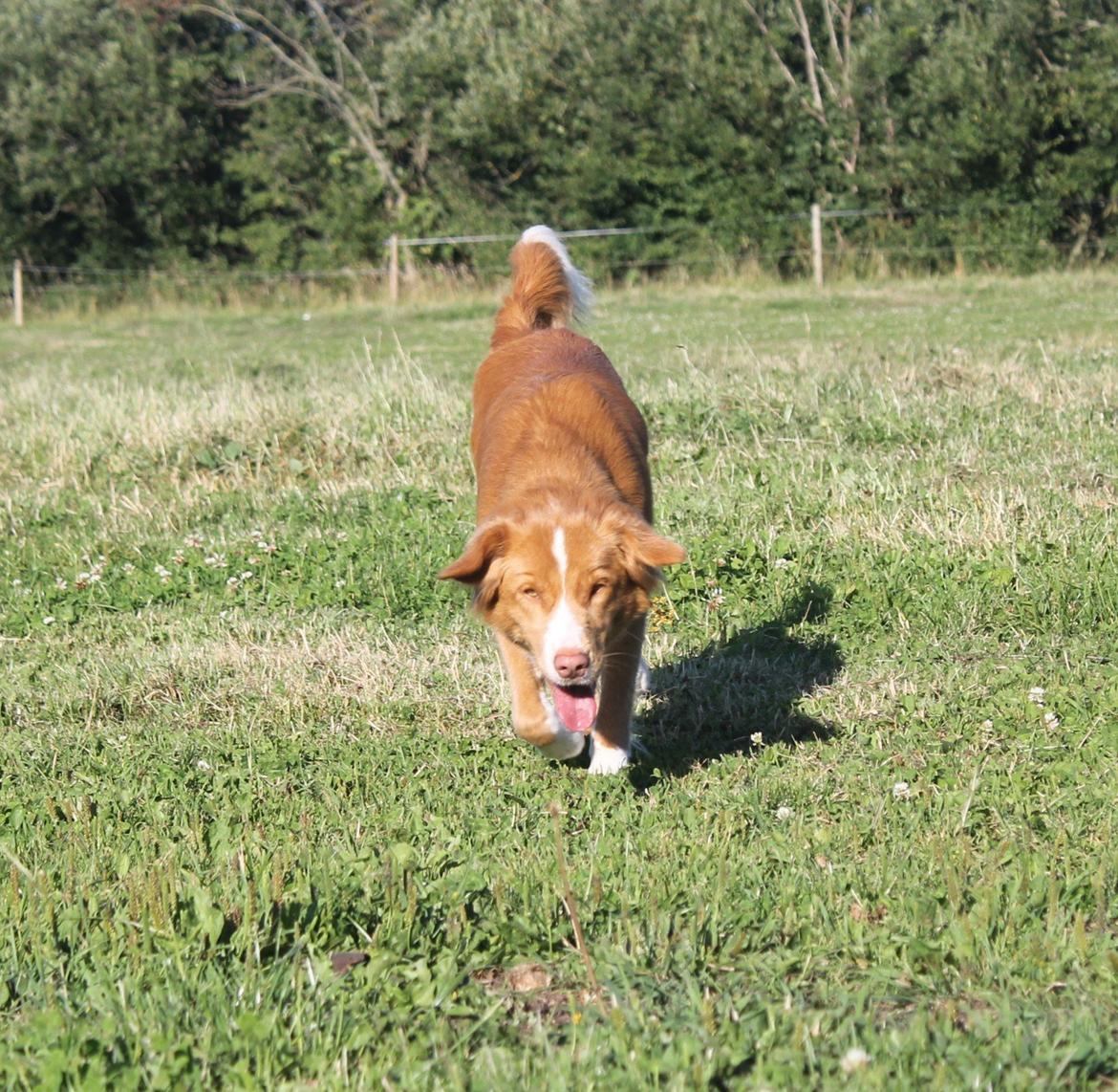 Nova scotia duck tolling retriever Saga billede 22