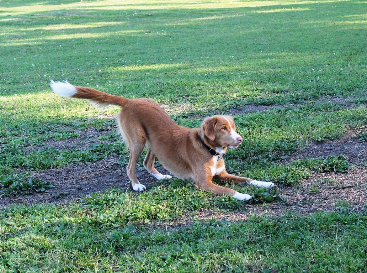 Nova scotia duck tolling retriever Saga billede 38