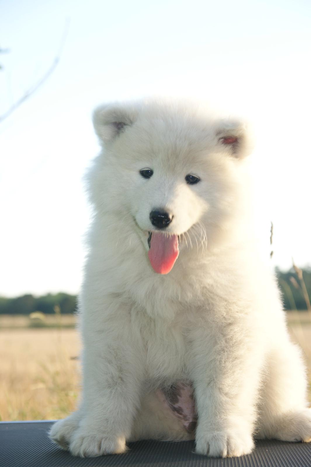 Samojedhund White Snow Star's Astina - 8 Uger :) billede 4