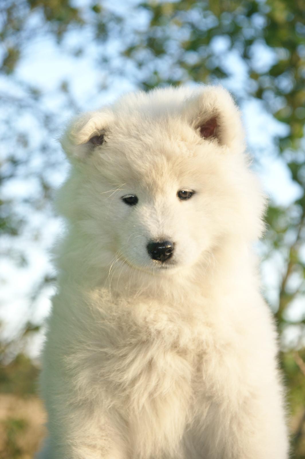 Samojedhund White Snow Star's Astina - 8 Uger....  billede 7