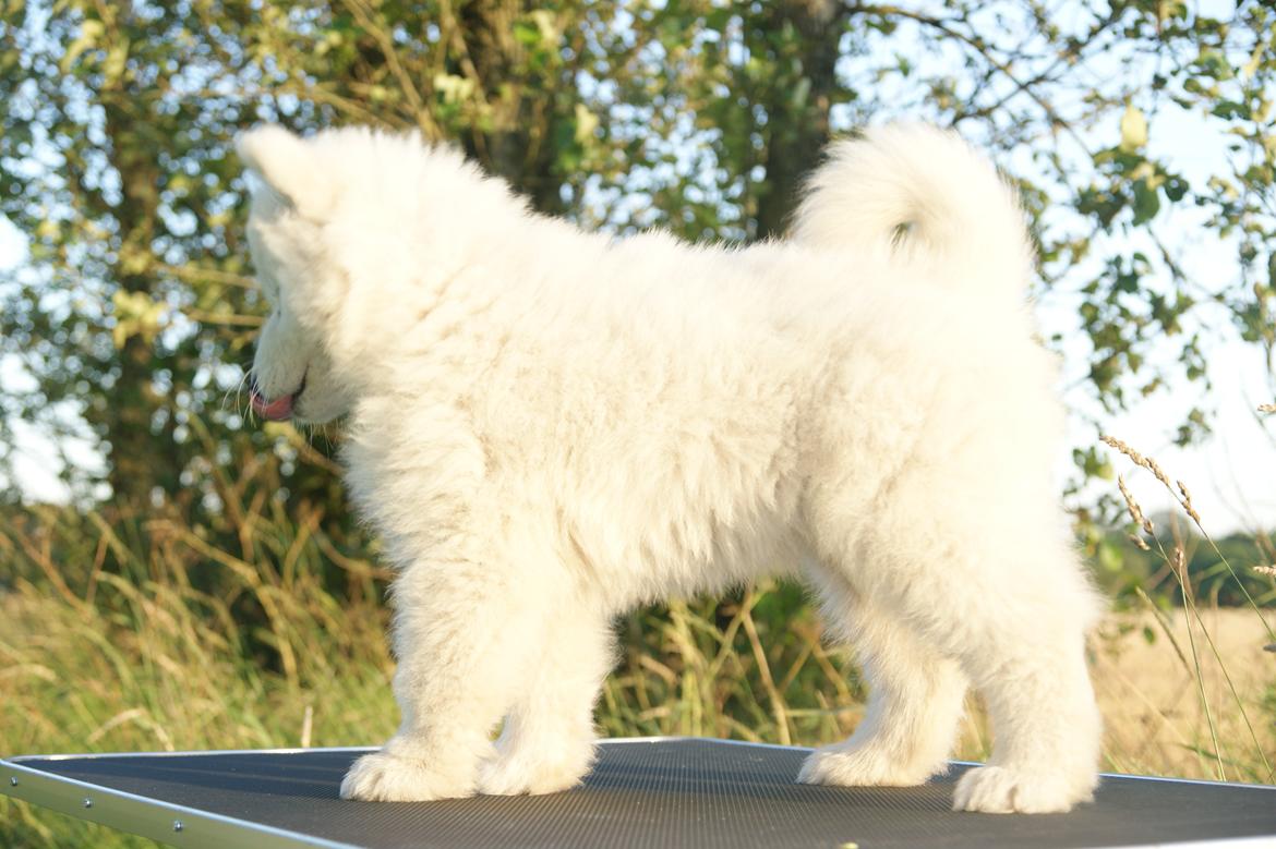 Samojedhund White Snow Star's Astina - Jeg kan godt stå okay pænt :) billede 9