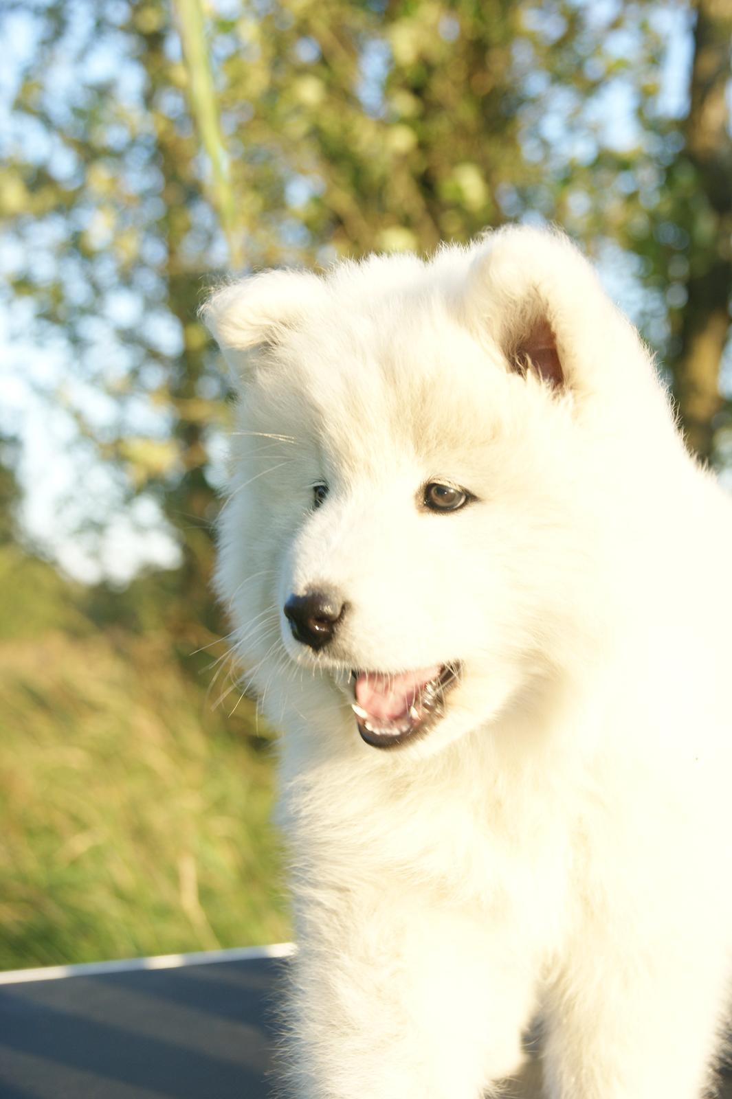 Samojedhund White Snow Star's Astina - :) 8 uger....  billede 10