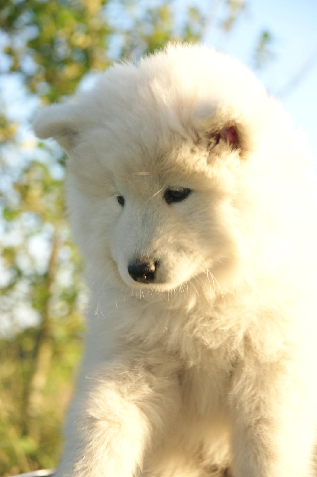 Samojedhund White Snow Star's Astina - 8 uger :)  billede 11