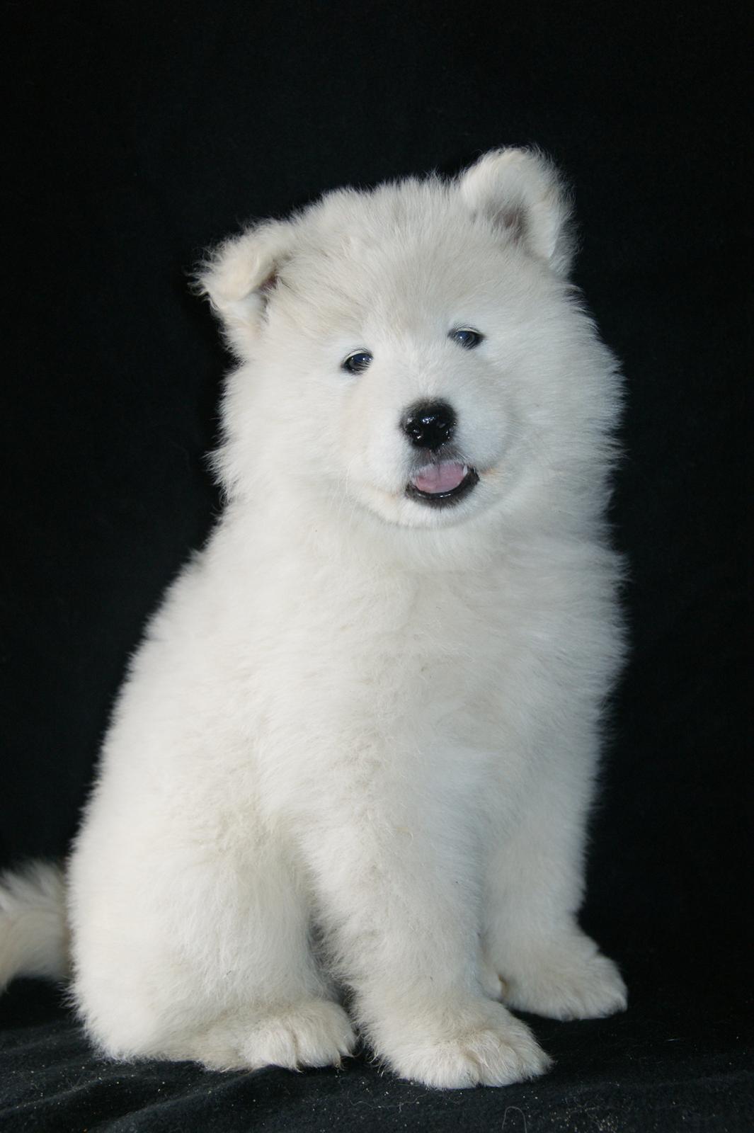 Samojedhund White Snow Star's Astina - 7 uger :) billede 20