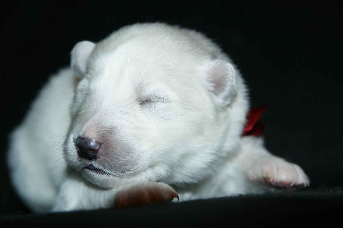 Samojedhund White Snow Star's Astina - 1 uge :) billede 13