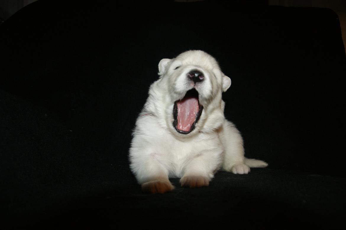 Samojedhund White Snow Star's Astina - 2 uger :) billede 14