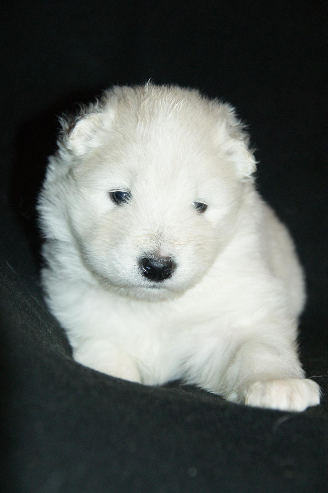 Samojedhund White Snow Star's Astina - 3 Uger :) billede 15