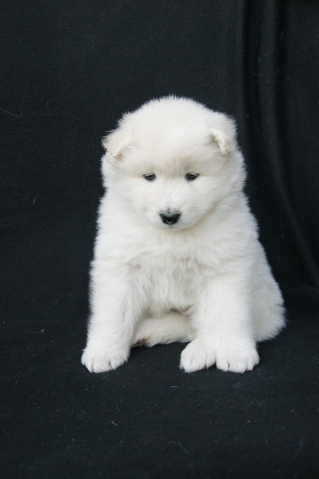 Samojedhund White Snow Star's Astina - 5 uger :) billede 18