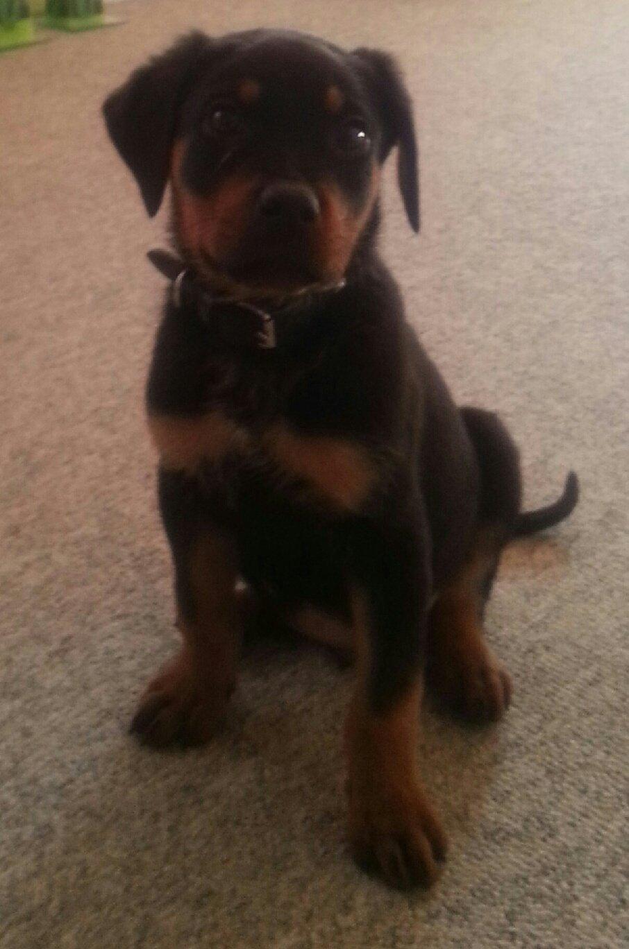 Rottweiler Kato Aflivet grundet AD/HD d. 15/4-13 - Kato 11 uger, og vejer 6,7 kg billede 16