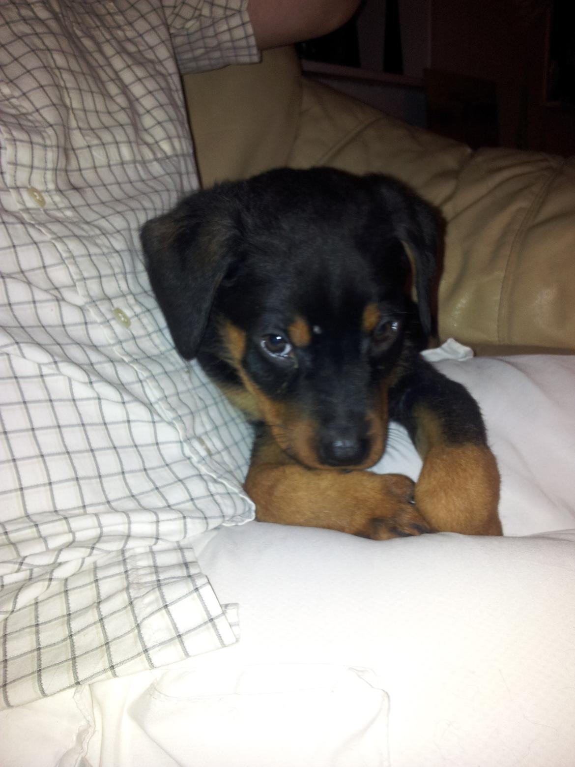 Rottweiler Kato Aflivet grundet AD/HD d. 15/4-13 - Taget da vi var kommet hjem sent om aftenen med ham.  billede 18