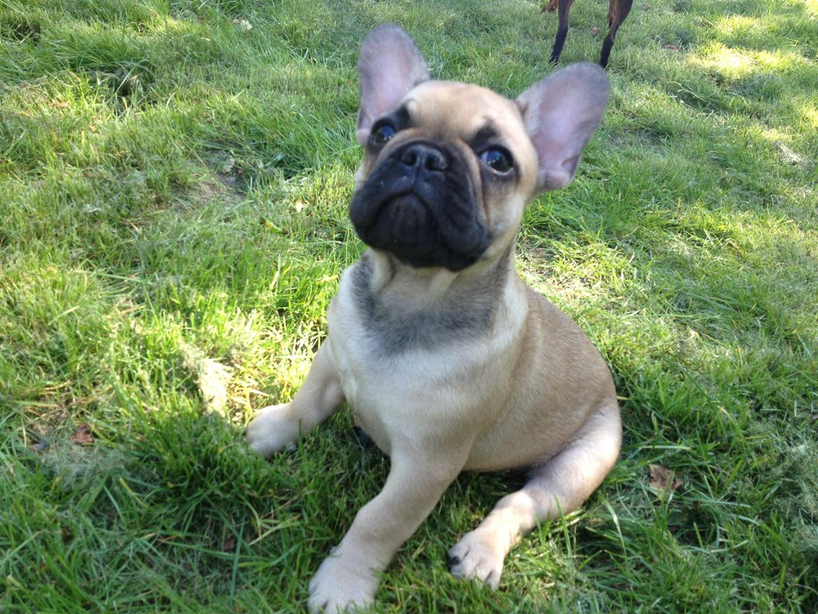 Fransk bulldog Bob *omplaceret* billede 4