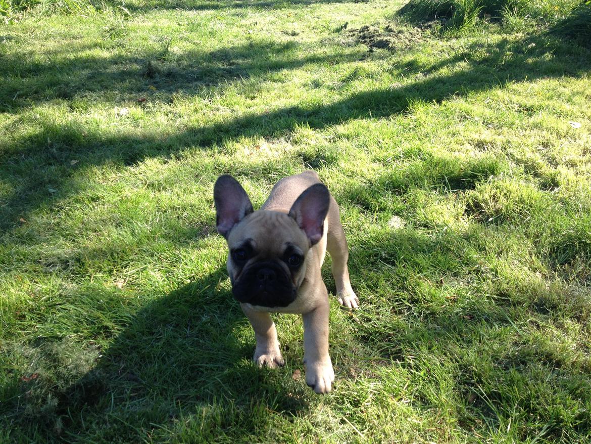 Fransk bulldog Bob *omplaceret* billede 9