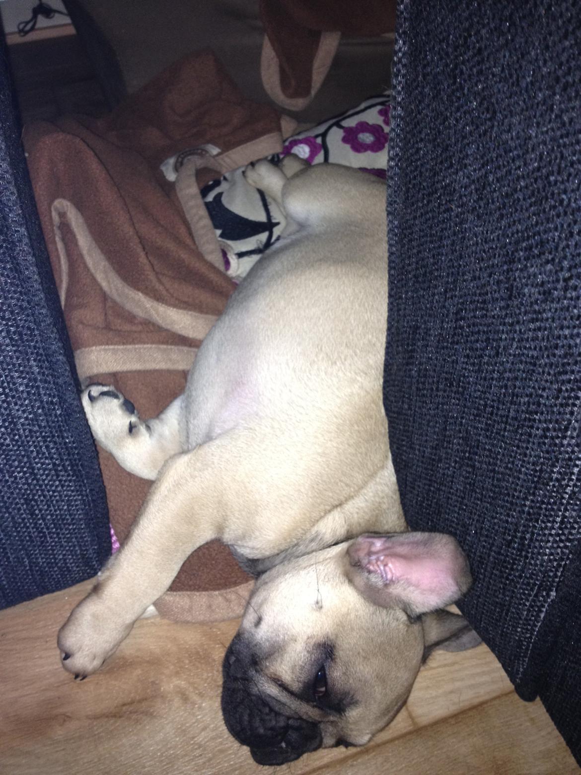 Fransk bulldog Bob *omplaceret* billede 10