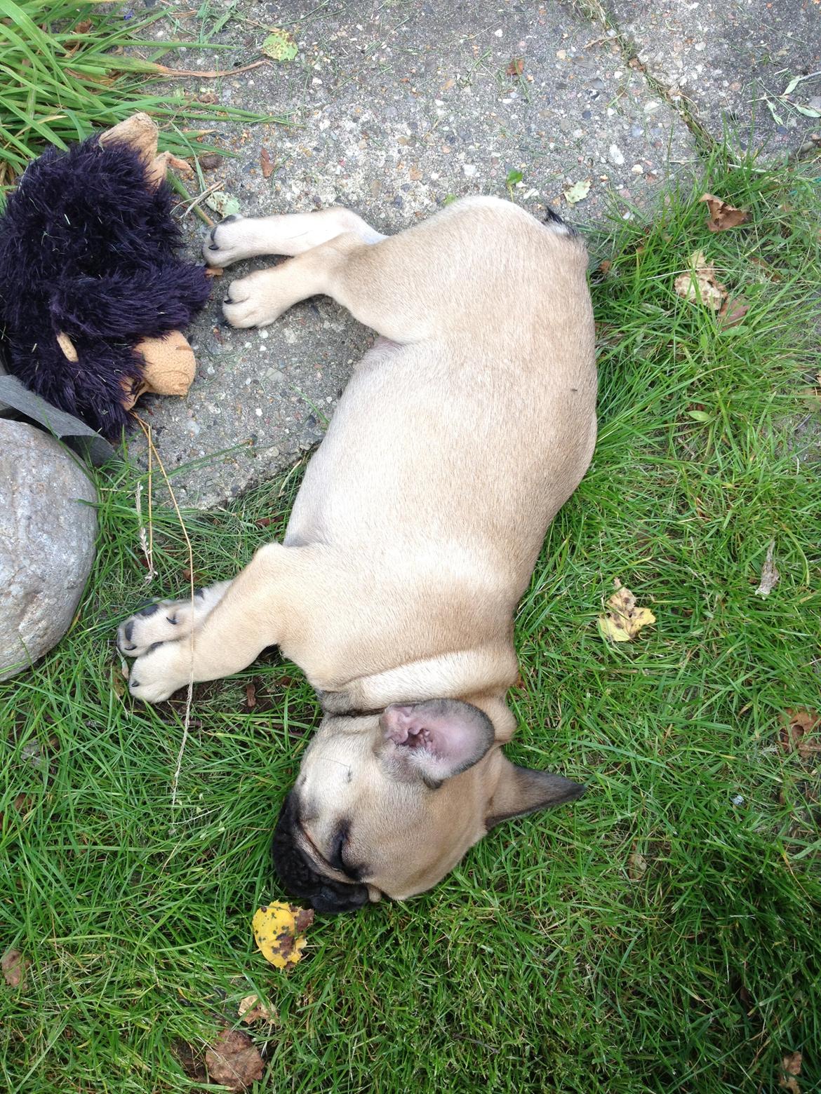 Fransk bulldog Bob *omplaceret* billede 8