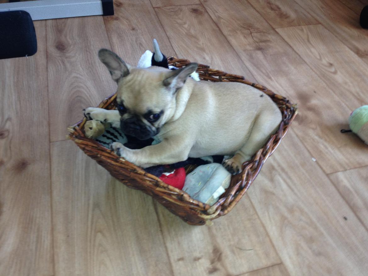 Fransk bulldog Bob *omplaceret* billede 5